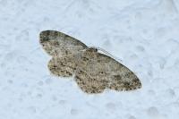 Ectropis crepuscularia