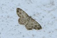Ectropis crepuscularia