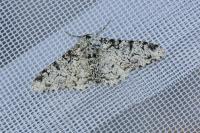 Biston betularia