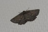 Nychiodes