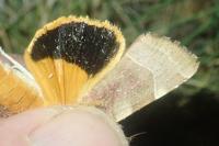 Noctua fimbriata/tirrenica