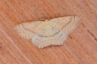 Cyclophora linearia