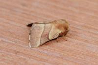 Malacosoma neustria