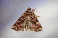 Callopistria juventina
