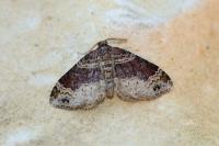 Xanthorhoe ferrugata