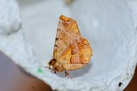Selenia dentaria
