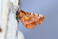 Selenia dentaria