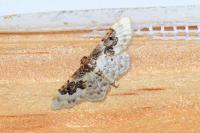 Idaea rusticata
