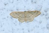 Idaea aversata