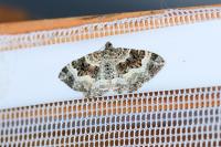 Epirrhoe alternata