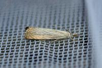 Chrysoteuchia culmella