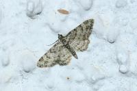 Gymnoscelis rufifasciata