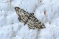 Gymnoscelis rufifasciata