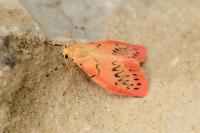 Miltochrista miniata