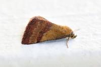 Phytometra viridaria
