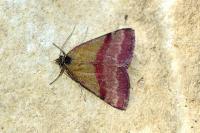 Phytometra viridaria