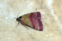 Phytometra viridaria