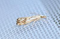 Catoptria falsella