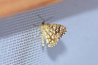 Chiasmia clathrata