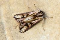 Actinotia polyodon