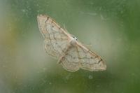 Idaea aversata