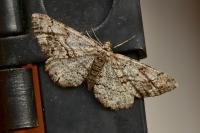 Peribatodes secundaria secundaria