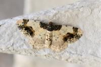 Ligdia adustata