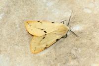 Spilarctia lutea