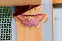 Idaea muricata