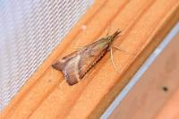 Synaphe punctalis
