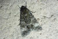 Acronicta megacephala