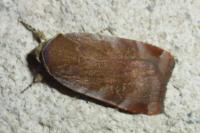 Noctua janthe/janthina