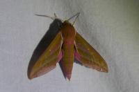 Deilephila elpenor