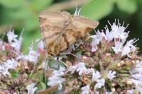Euclidia glyphica