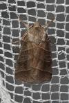 Ipimorpha retusa