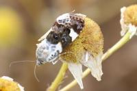 Acontia lucida