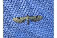 Eupithecia centaureata