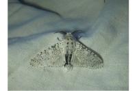 Cerura erminea