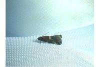 Acrobasis marmorea