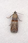 Asalebria florella