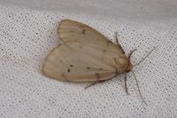 Paidia rica