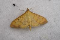 Patania balteata