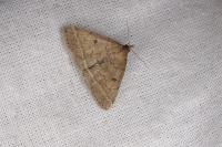 Zanclognatha zelleralis