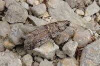 Ephestia welseriella