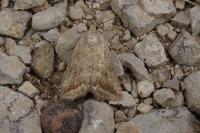 Phyllophila obliterata