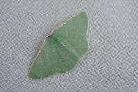 Xenochlorodes olympiaria
