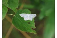 Scopula ornata