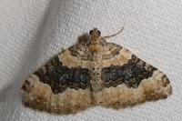 Epirrhoe galiata