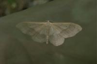 Idaea aversata