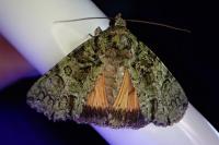 Polyphaenis sericata
